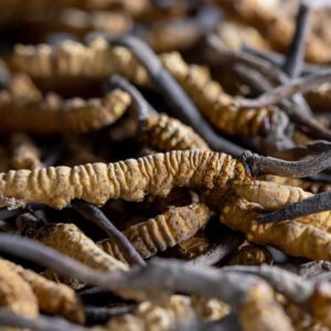 Introduction To Cordyceps 