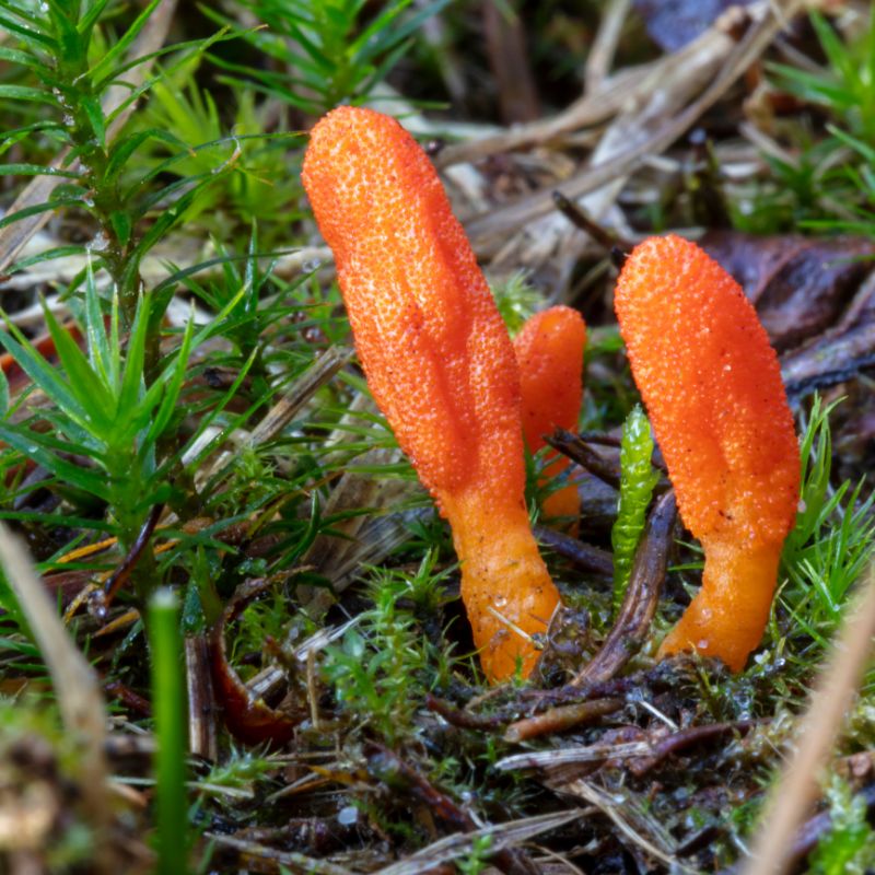 cordyceps fungi in natural