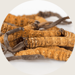 cordyceps sinensis