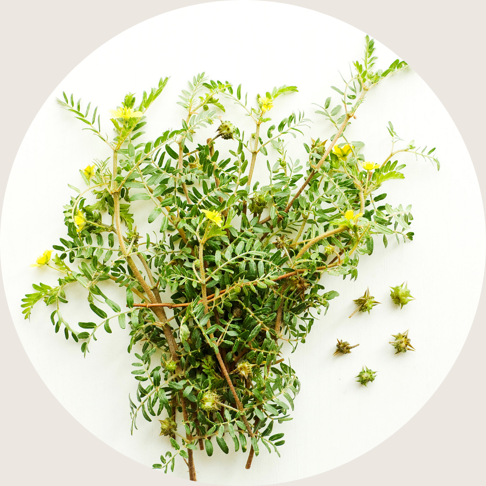 Tribulus