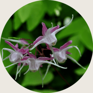 Horny goat weed