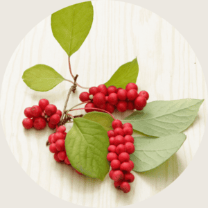 schisandra berry