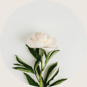 white peony