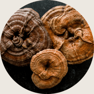 reishi