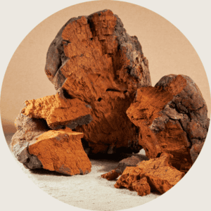chaga