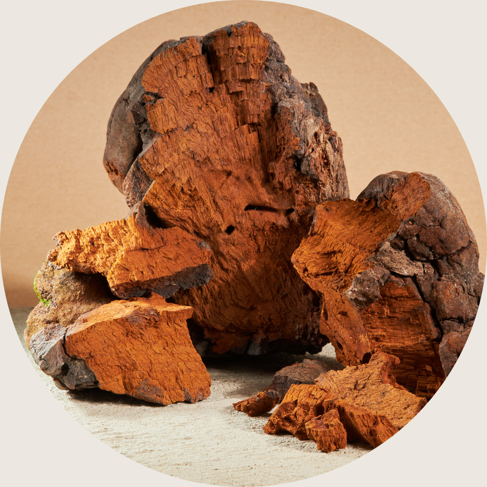 chaga