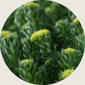 rhodiola