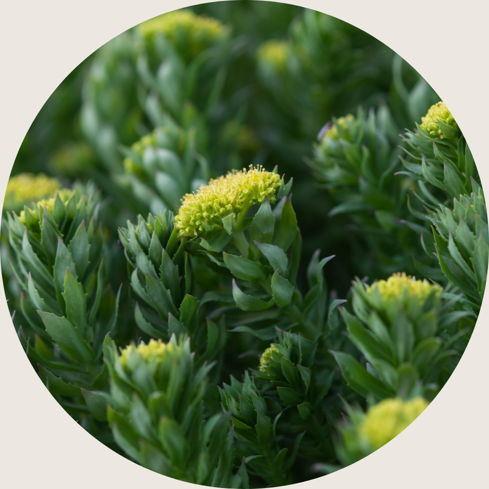 rhodiola