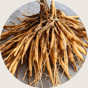 asparagus root