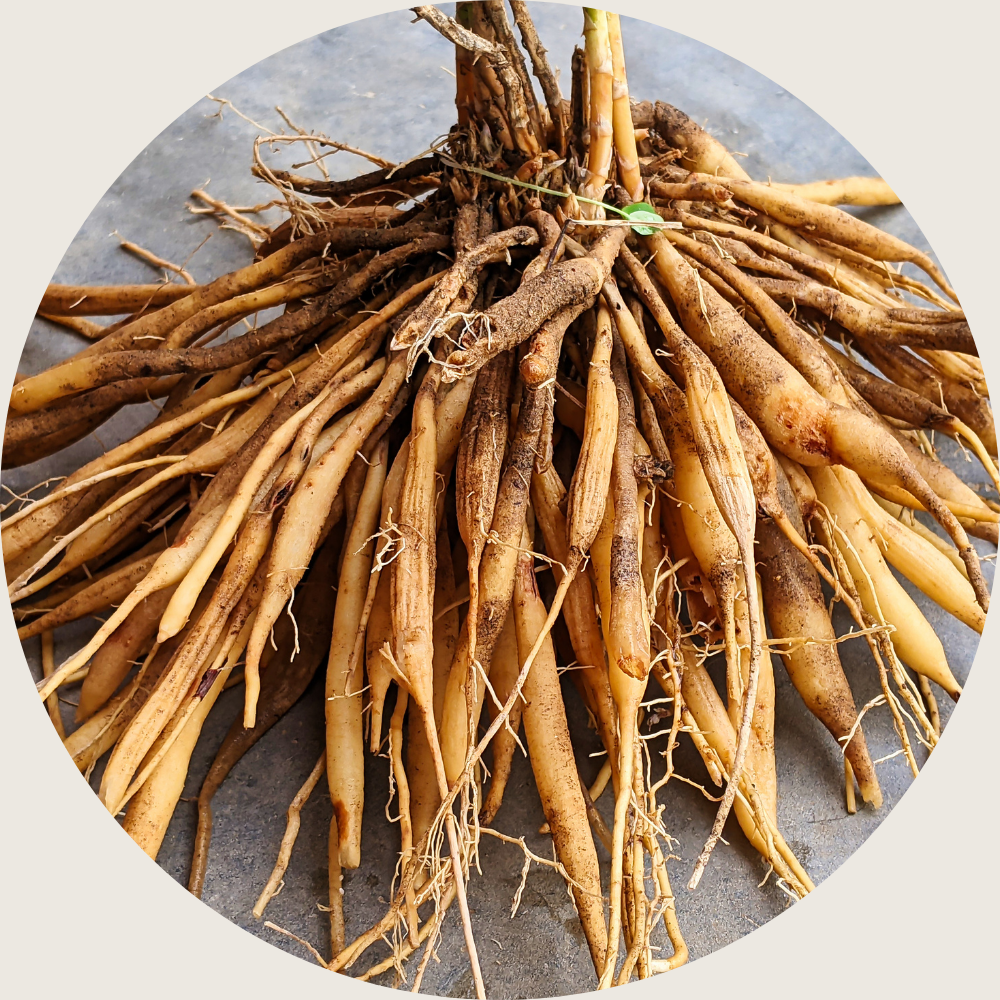 asparagus root