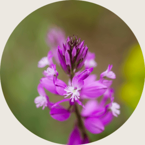 polygala