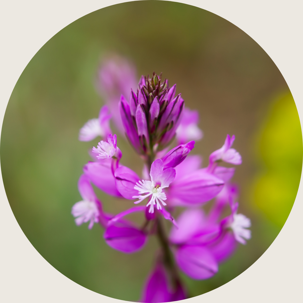 polygala