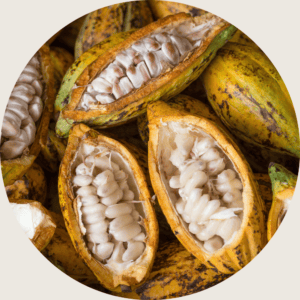 cacao