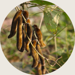 Mucuna