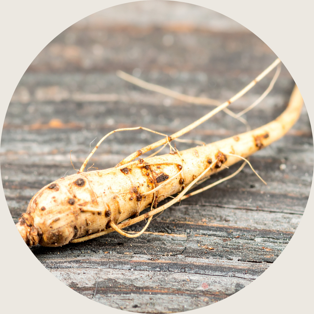 siberian ginseng